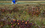 BB 15 0103 / Rubus chamaemorus / Molte